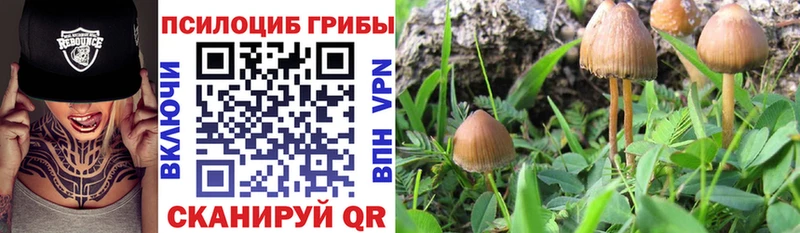 где купить наркотик  Змеиногорск  Галлюциногенные грибы Cubensis 